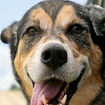 10x10 Rustic White washed Picture Frame with Plexiglass Holder