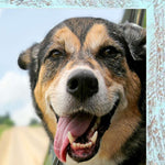 10x10 Rustic White washed Picture Frame with Plexiglass Holder